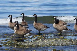 Canadese gans