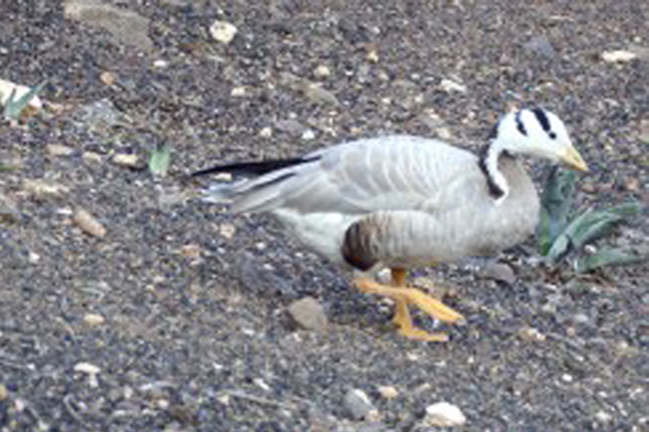 Indische gans