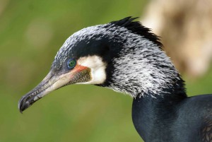 Cursus herkennen vogels