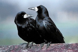 Roeken en kolonie vogels