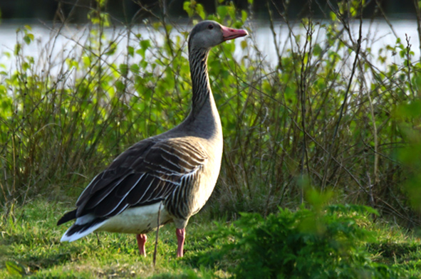 De grauwe Gans
