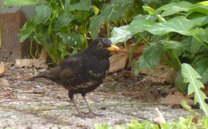 Ik was mijn kleren Pest bevestigen Merel – Vogelwerkgroep de Kulert