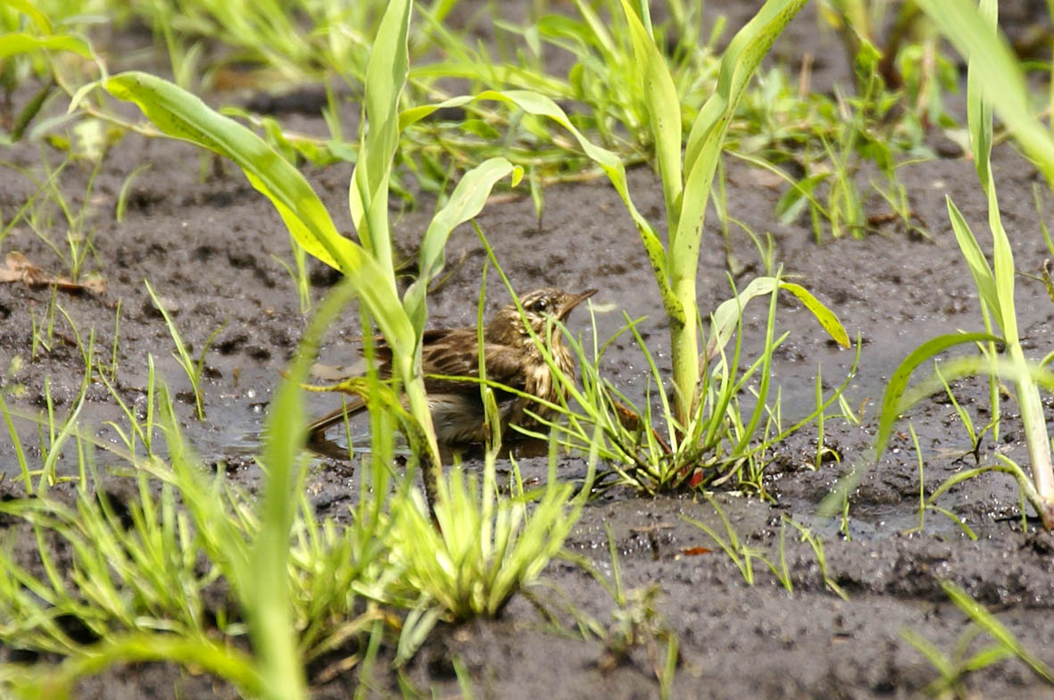 Veldleeuwerik