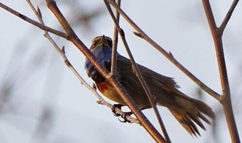 BlauwborstDSC04282