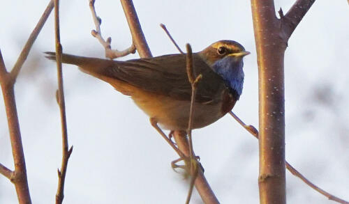 BlauwborstDSC04303