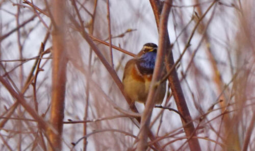 BlauwborstDSC04307