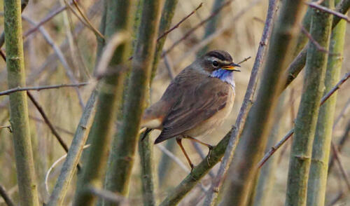 BlauwborstDSC04316