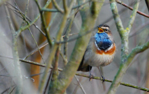 DSC01039-Blauwborst-web