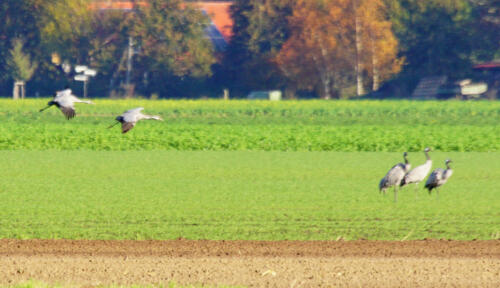 NeustadterMoorInWeideKraanvogel