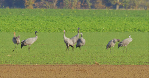NeustadterMoor InWeiKraanvogels