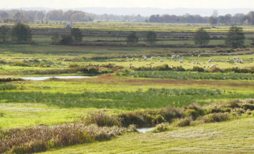 OchsenMoor Wijd Schapen