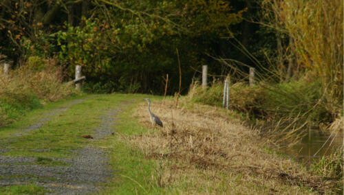 Ochsenmoor BlauweReiger