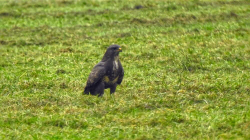 Buizerd
