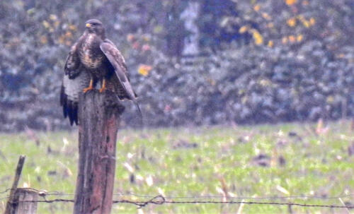 Buizerd