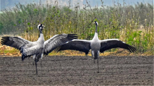Kraanvogels
