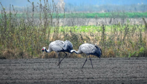 Kraanvogels