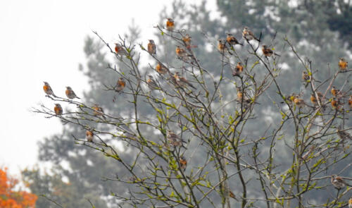 Kramsvogels