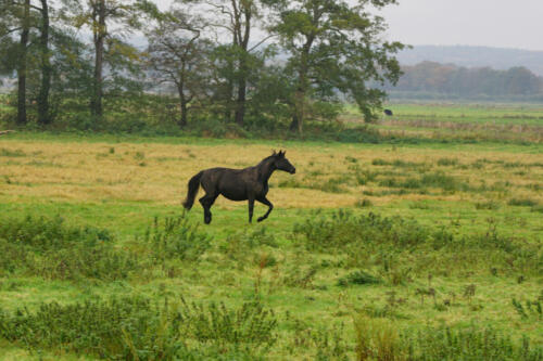 OsterfeinerMoor Paard