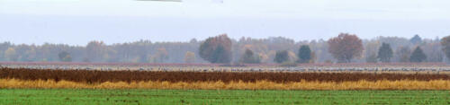 UchterMoor MassaKraanvogels