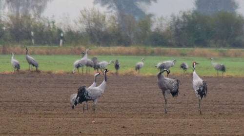 UchterMoor WeideBijKraanvogels