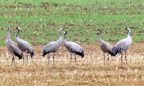 UchterMoor ZesKraanvogels