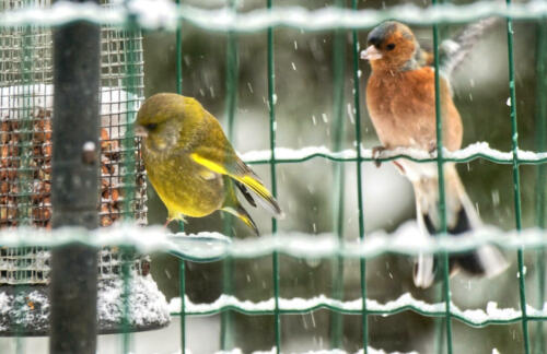 GroenlingVink